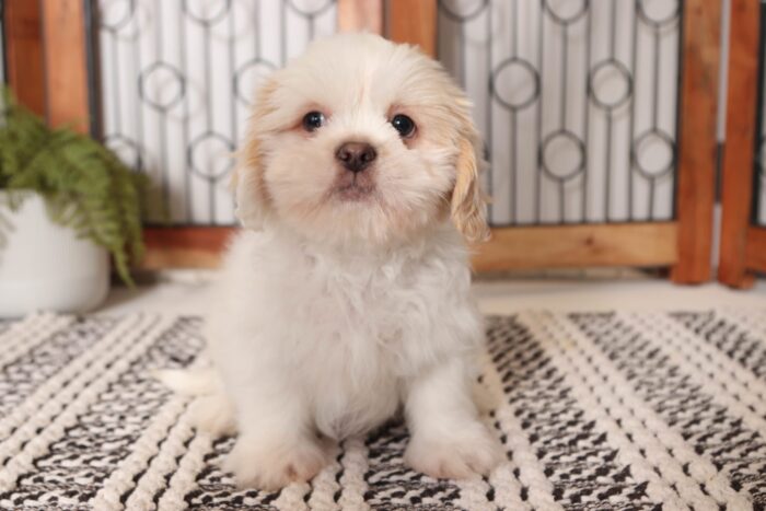 Ted  - Happy Little Male CKC Shih Tzu Puppy - Image 3
