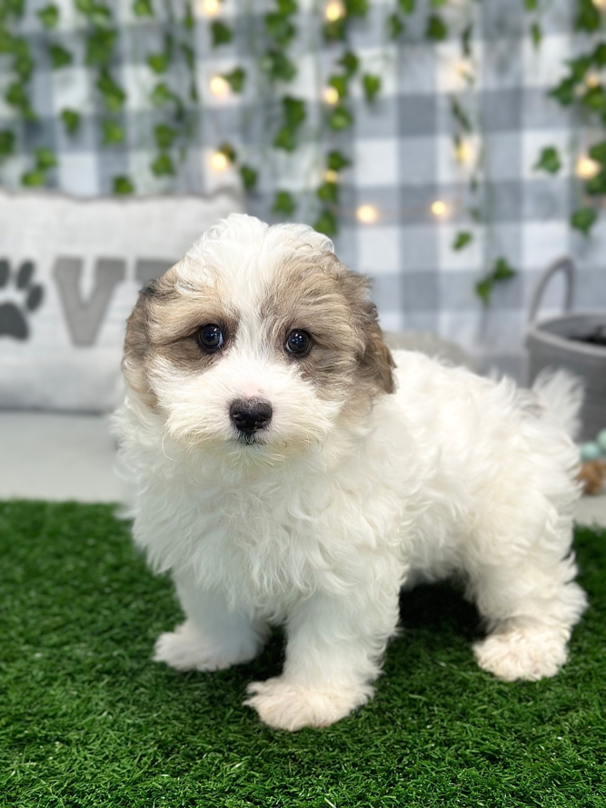 Zeb - Terrific Yorkshire Terrier - Image 4