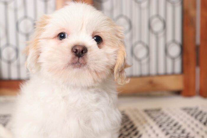Ted  - Happy Little Male CKC Shih Tzu Puppy - Image 4