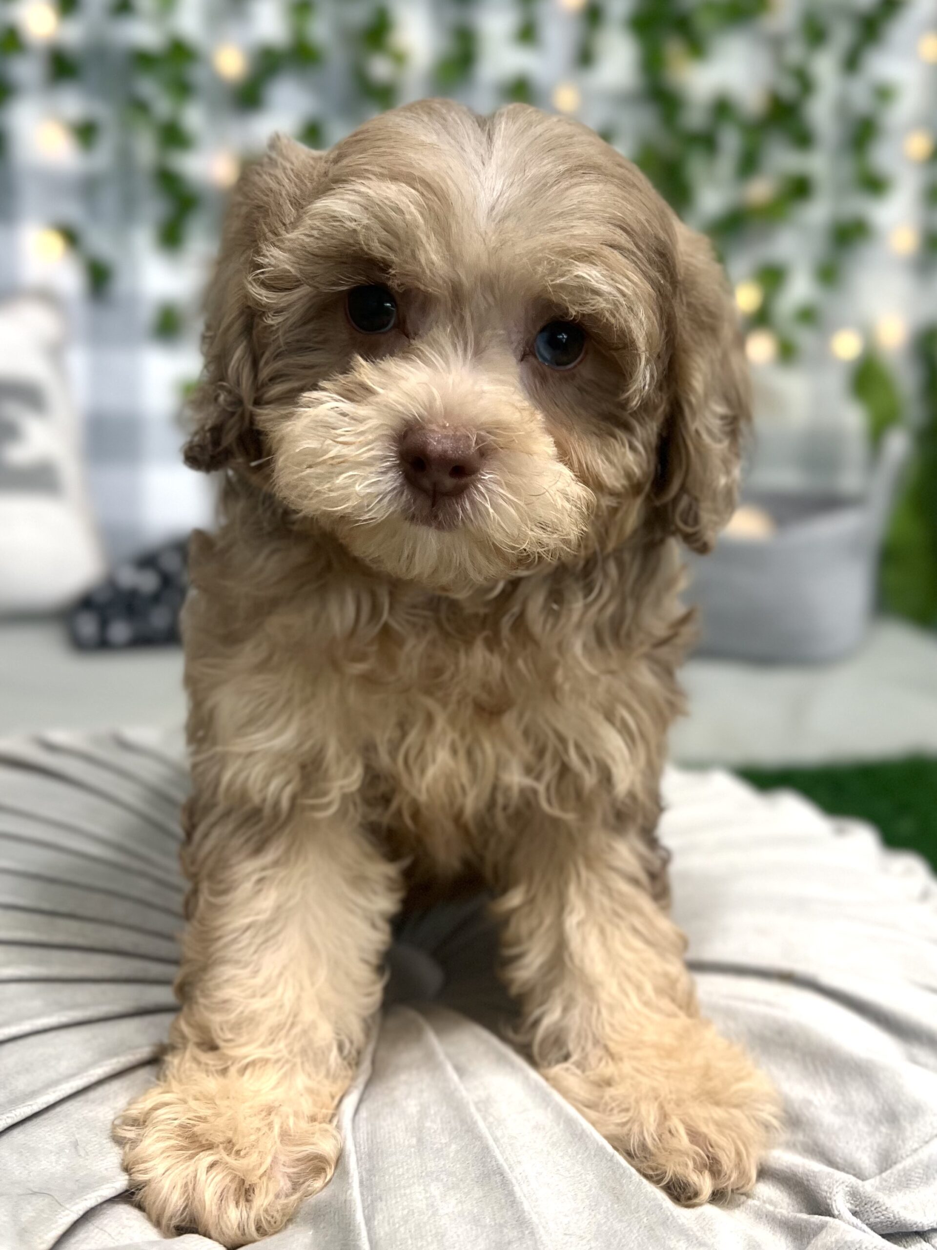 Elsa - Intelligent F1B Chocolate Merle Female Shih-Poo Puppy