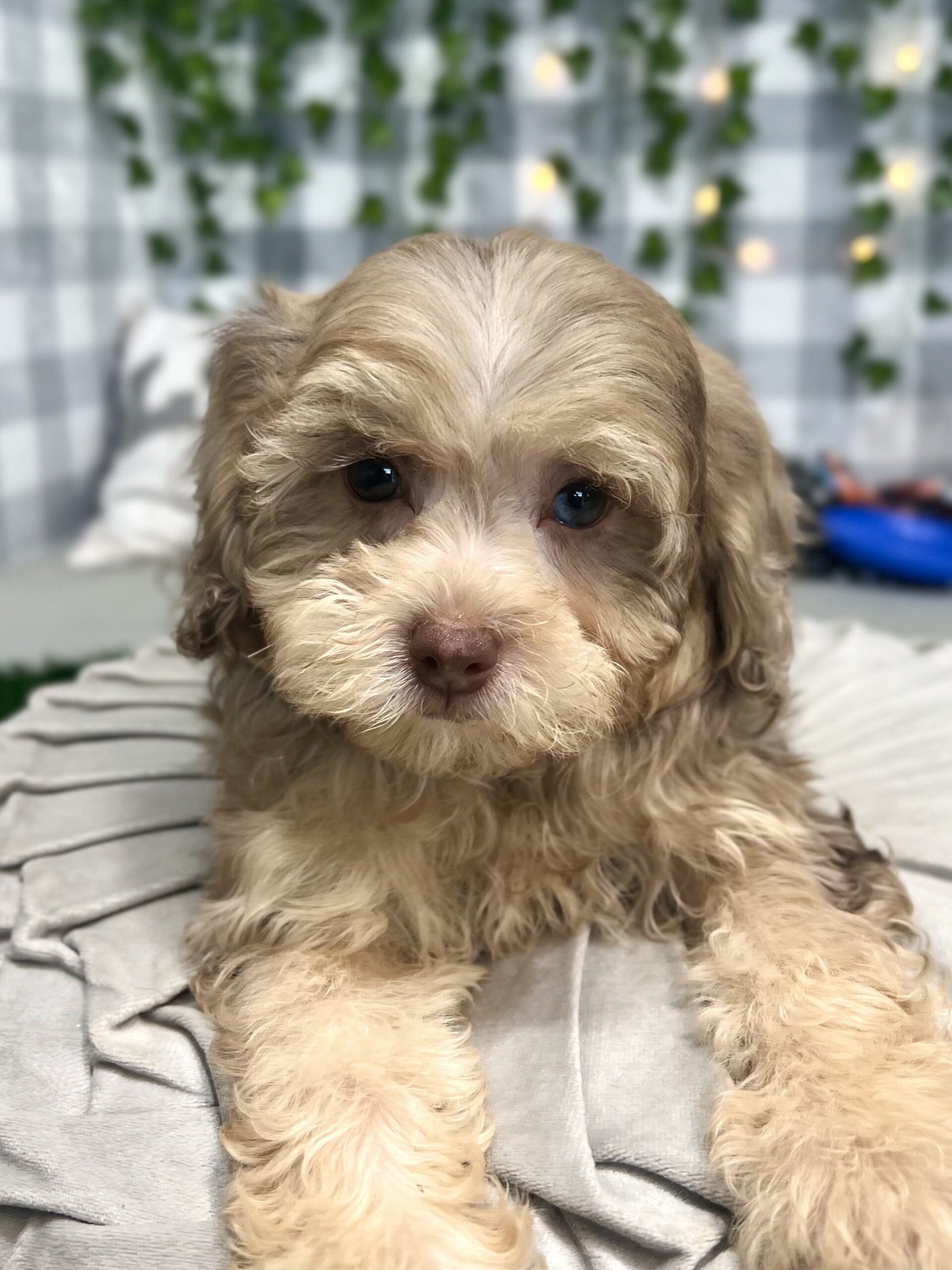 Elsa - Intelligent F1B Chocolate Merle Female Shih-Poo Puppy - Image 3