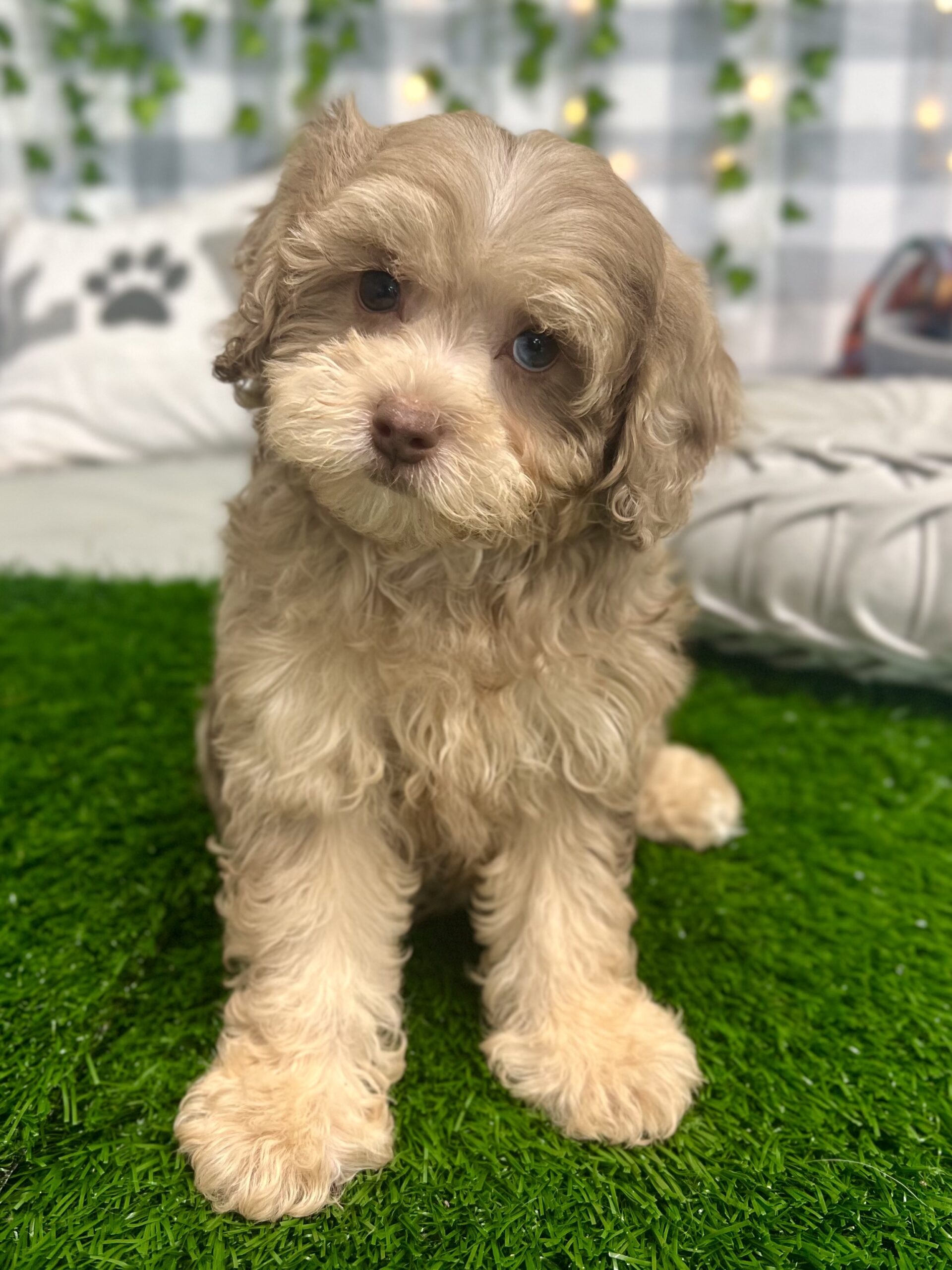 Elsa - Intelligent F1B Chocolate Merle Female Shih-Poo Puppy - Image 4