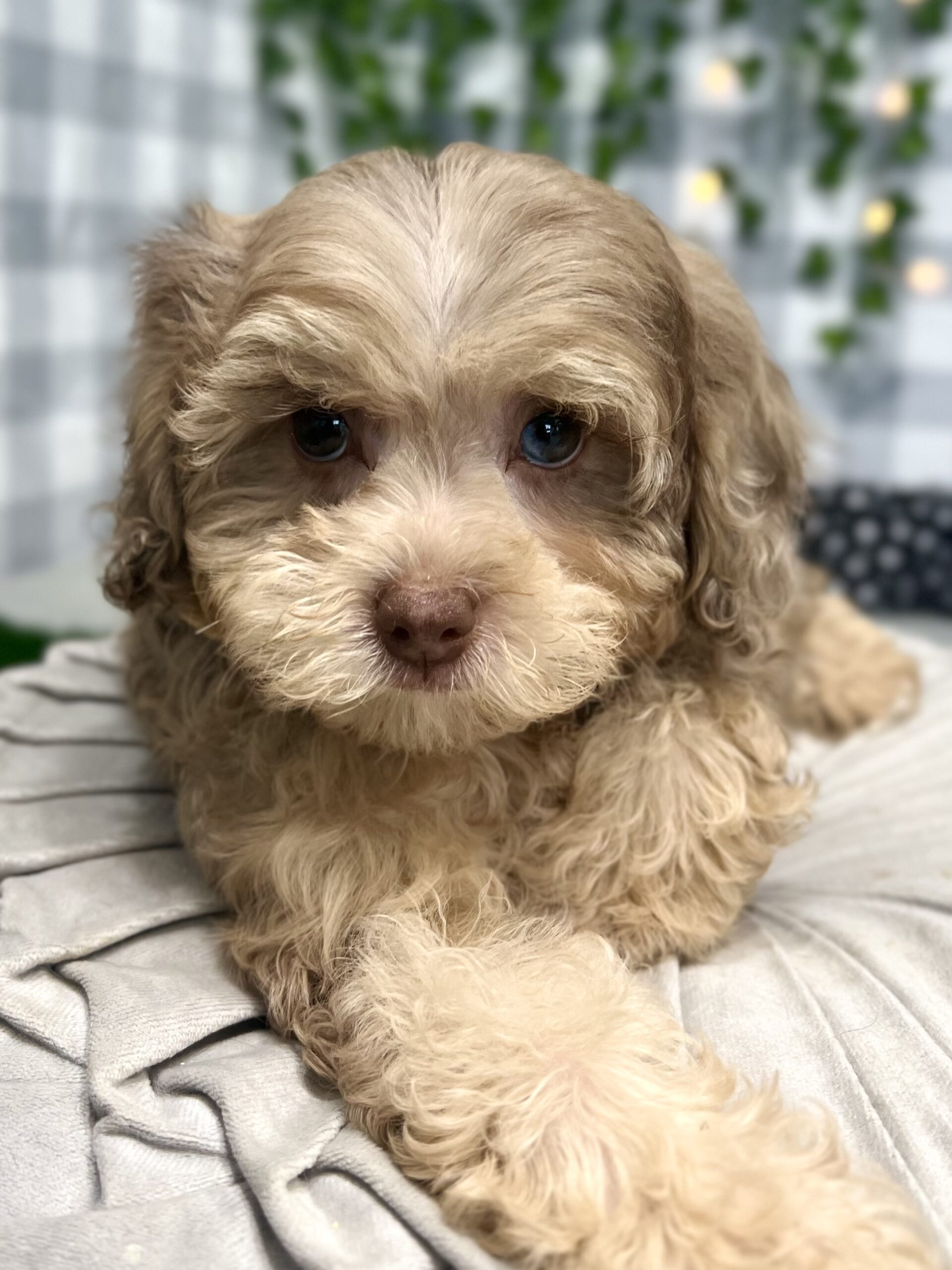 Elsa - Intelligent F1B Chocolate Merle Female Shih-Poo Puppy - Image 2