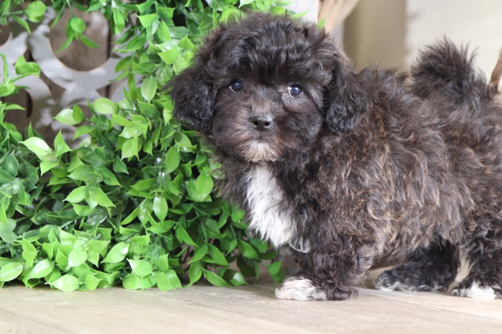 Tessa - Cute Teddy Bear - Image 2