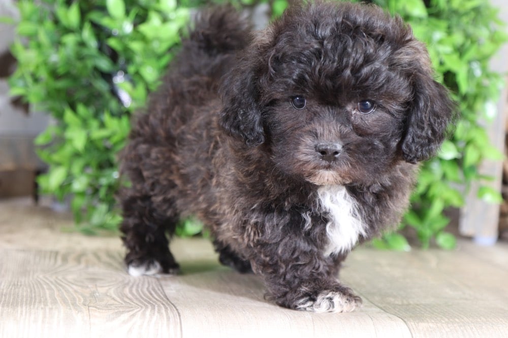 Tessa - Cute Teddy Bear - Image 3