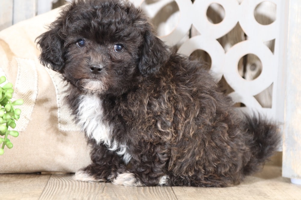 Tessa - Cute Teddy Bear