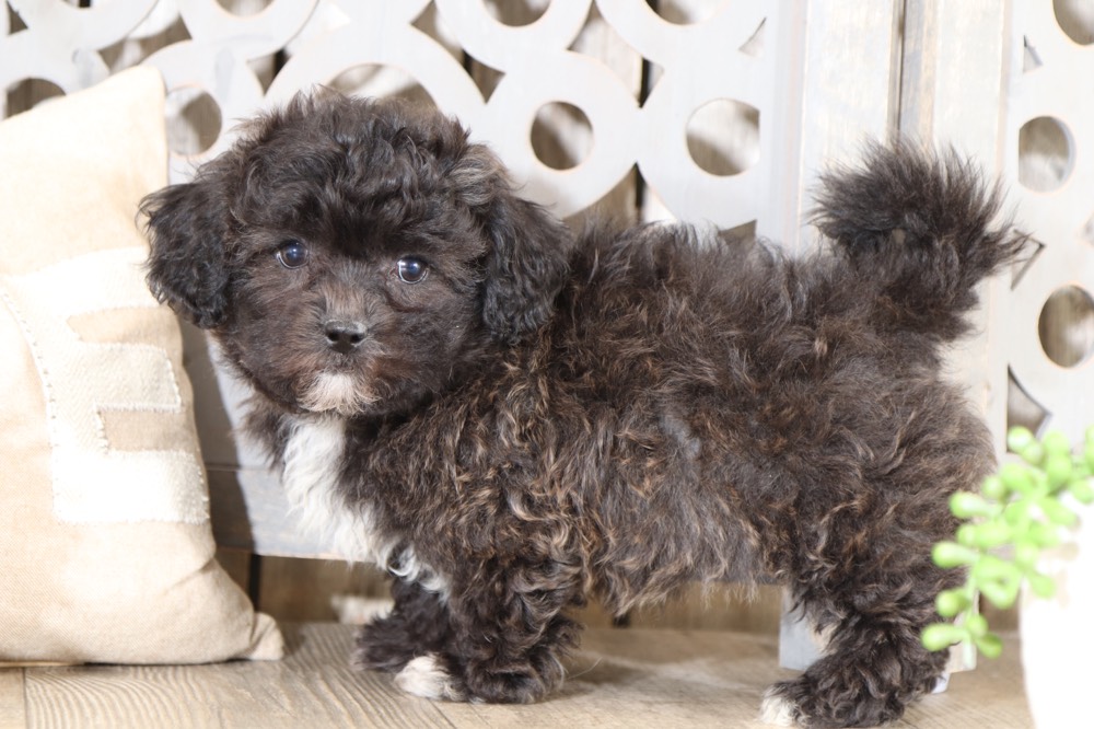 Tessa - Cute Teddy Bear - Image 5