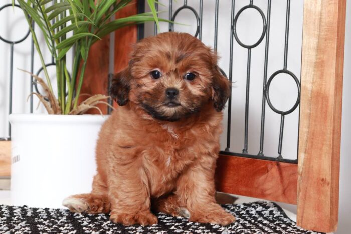Theo - Terrific Little Male Shih-Poo Puppy