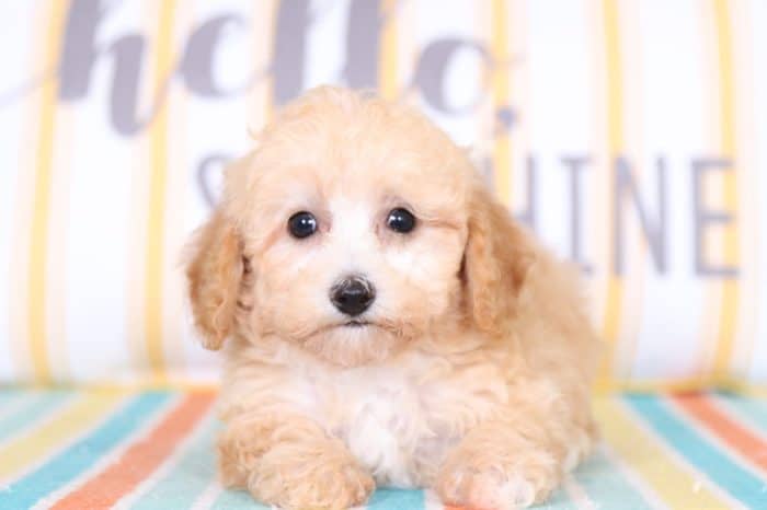 Theo - Handsome TOY Poodle