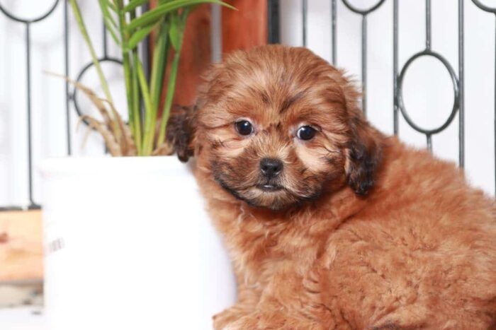 Theo - Terrific Little Male Shih-Poo Puppy - Image 2