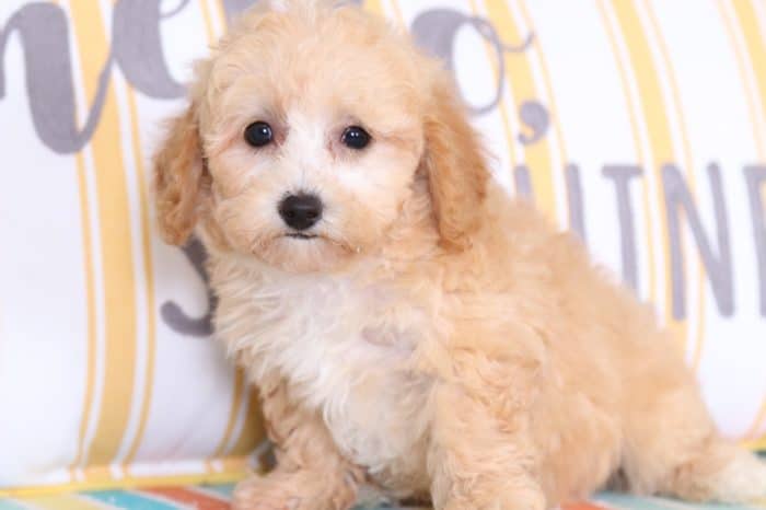 Theo - Handsome TOY Poodle - Image 2