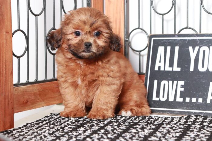 Theo - Terrific Little Male Shih-Poo Puppy - Image 3