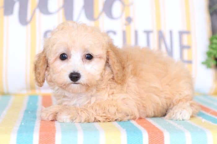 Theo - Handsome TOY Poodle - Image 3