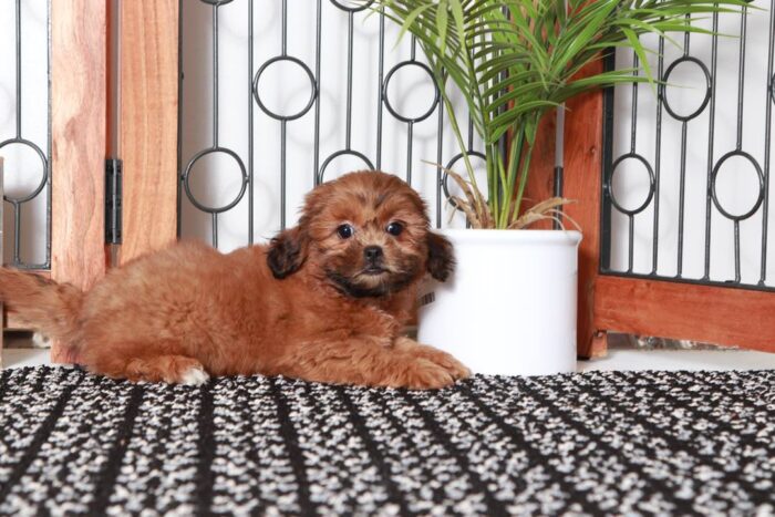 Theo - Terrific Little Male Shih-Poo Puppy - Image 4