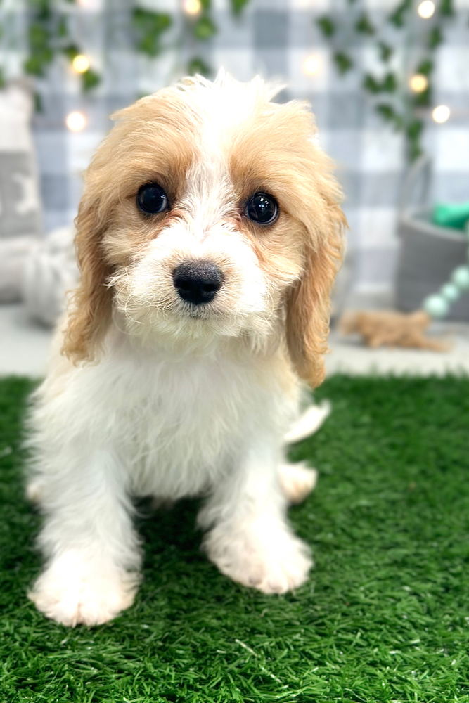 Thomas - Gentle Cavachon Puppy For Sale in Georgia