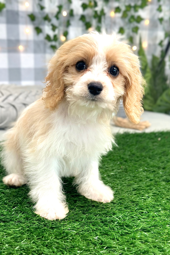 Thomas - Gentle Cavachon Puppy For Sale in Georgia - Image 2