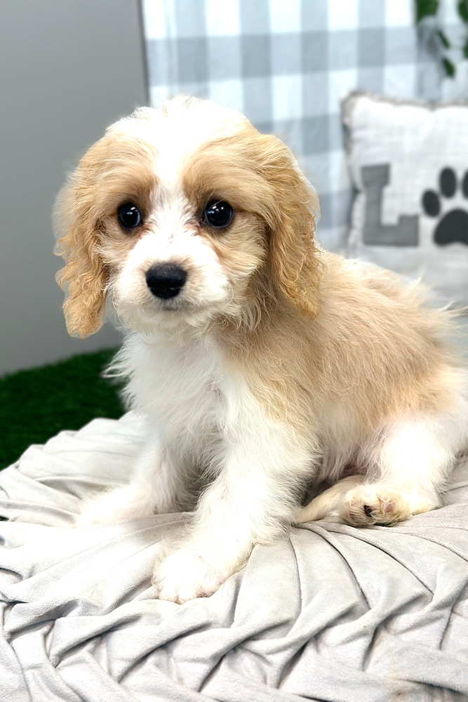 Thomas - Gentle Cavachon Puppy For Sale in Georgia - Image 4