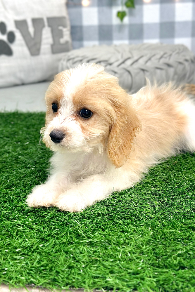 Thomas - Gentle Cavachon Puppy For Sale in Georgia - Image 3