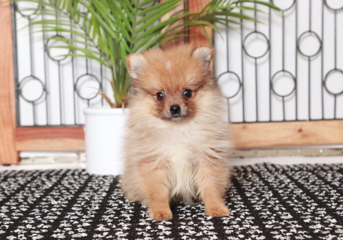 Thor - Cute Little Sable Male AKC Teacup Pomeranian Puppy