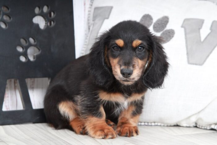 Thunder- Gentle Male ACA Long Haired Dachshund Puppy - Image 6