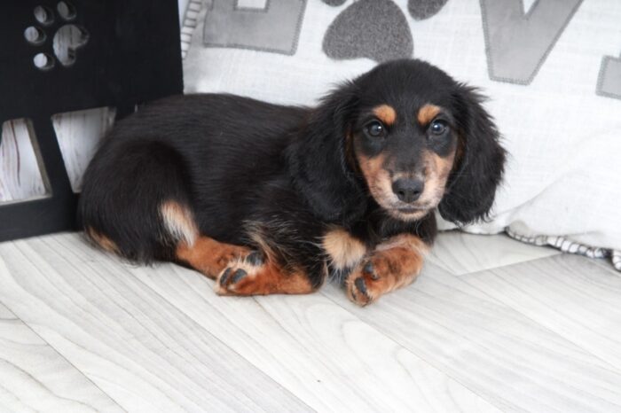 Thunder- Gentle Male ACA Long Haired Dachshund Puppy - Image 5