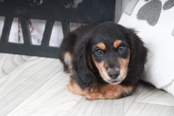 Thunder- Gentle Male ACA Long Haired Dachshund Puppy - Image 4