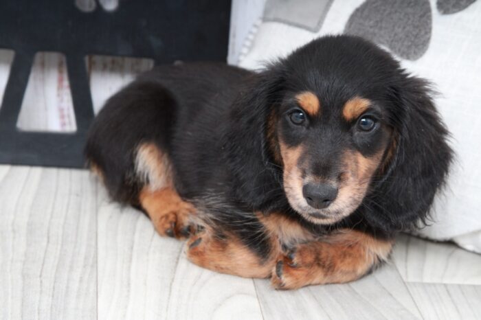 Thunder- Gentle Male ACA Long Haired Dachshund Puppy - Image 3