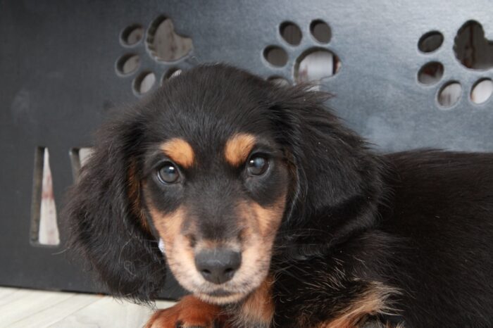 Thunder- Gentle Male ACA Long Haired Dachshund Puppy - Image 2