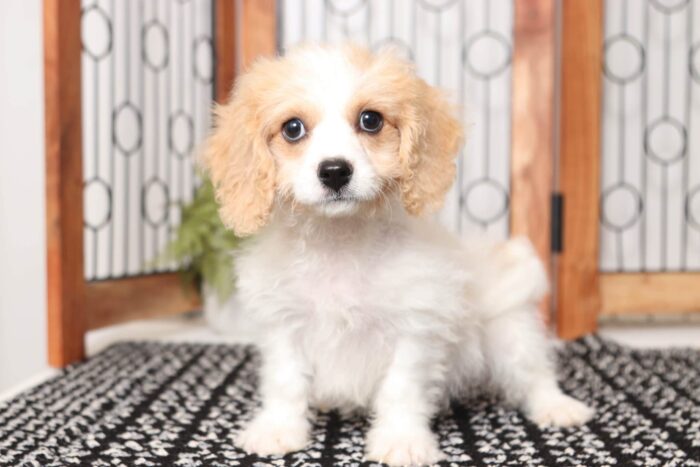 Tiger- Adorable Male Cavachon Puppy