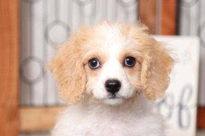 Tiger- Adorable Male Cavachon Puppy - Image 2