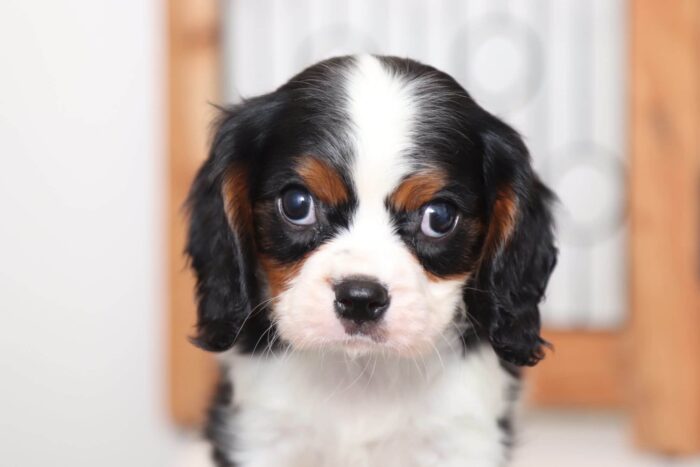 Tiger - Playful AKC Male Cavalier Puppy - Image 2