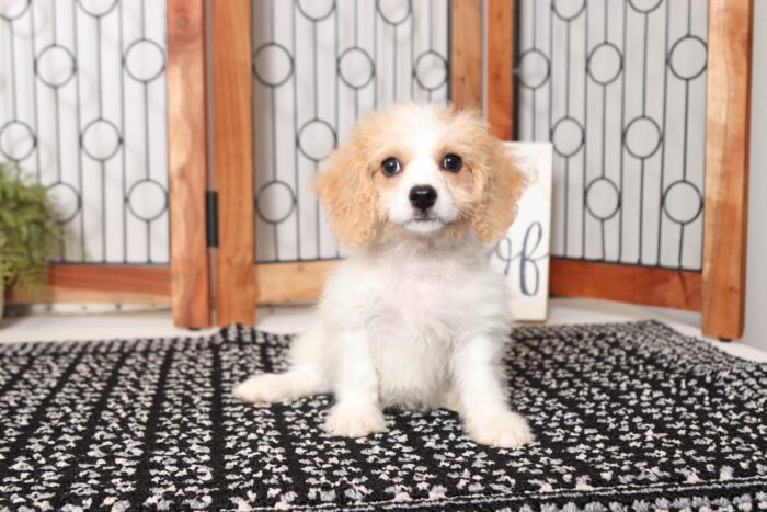 Tiger- Adorable Male Cavachon Puppy - Image 3