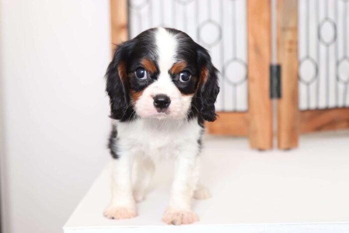 Tiger - Playful AKC Male Cavalier Puppy