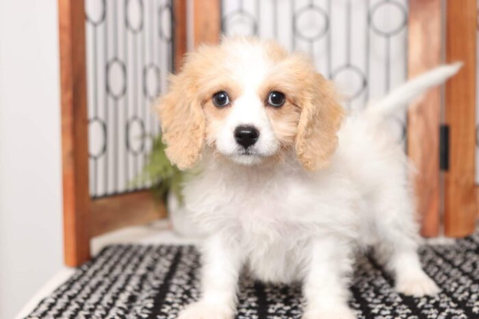 Tiger- Adorable Male Cavachon Puppy - Image 4