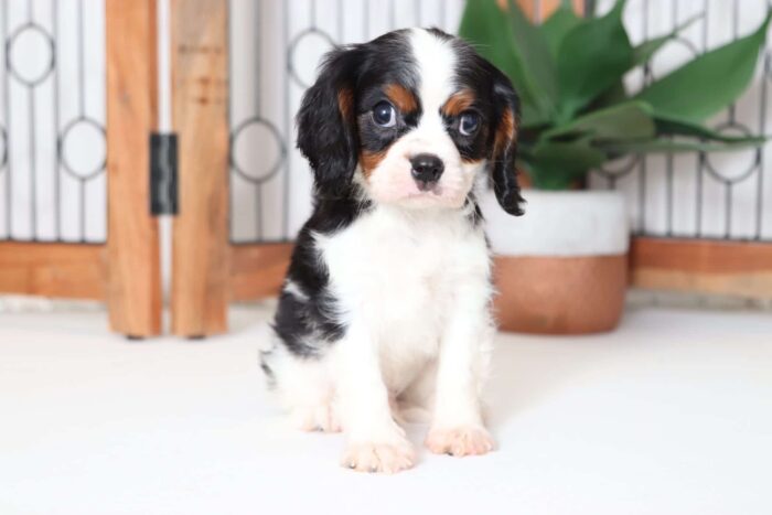 Tiger - Playful AKC Male Cavalier Puppy - Image 3