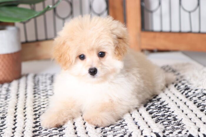 Timmy - Spunky Male Pomapoo Puppy