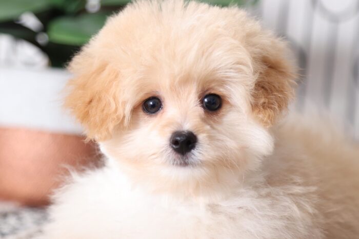 Timmy - Spunky Male Pomapoo Puppy - Image 4