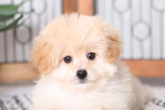 Timmy - Spunky Male Pomapoo Puppy - Image 2