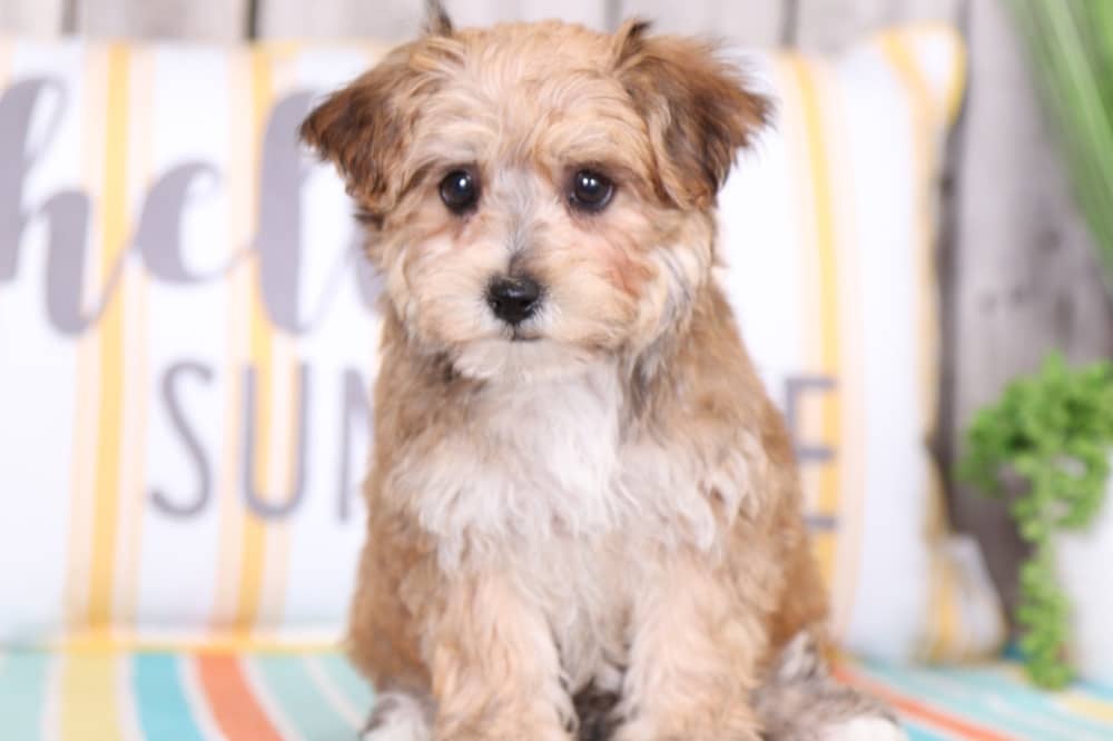 Tinkerbell - Pretty Yochon