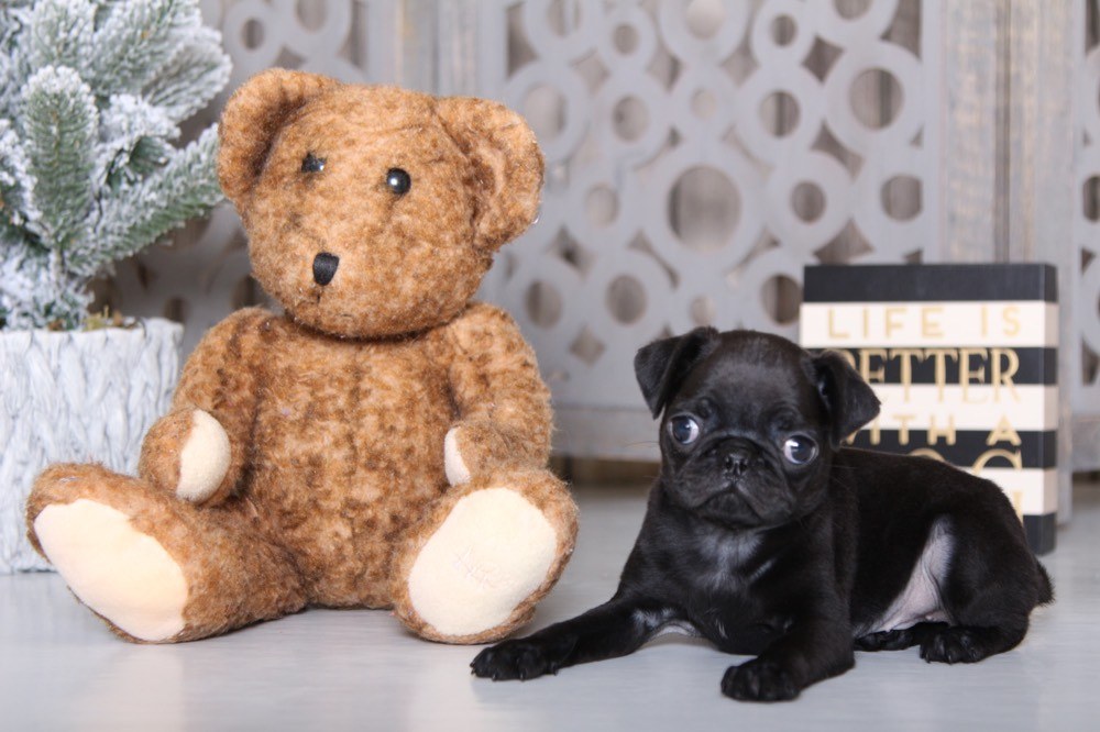 Tinkerbell - Pretty AKC Pug