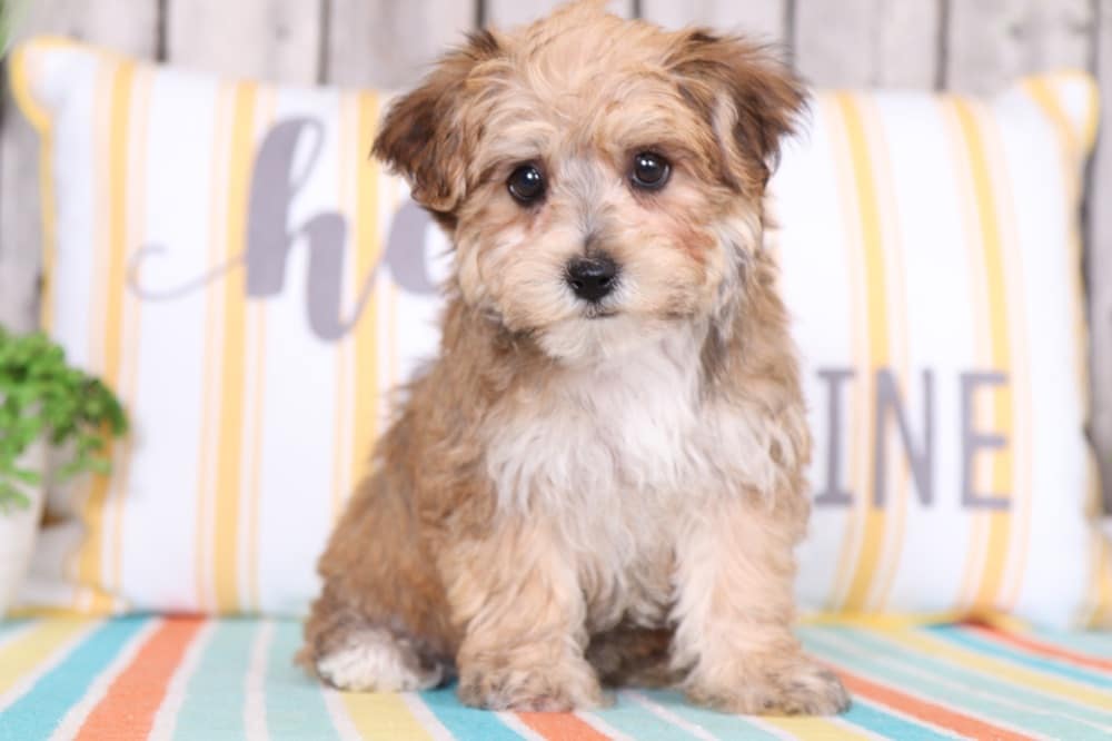 Tinkerbell - Pretty Yochon - Image 2