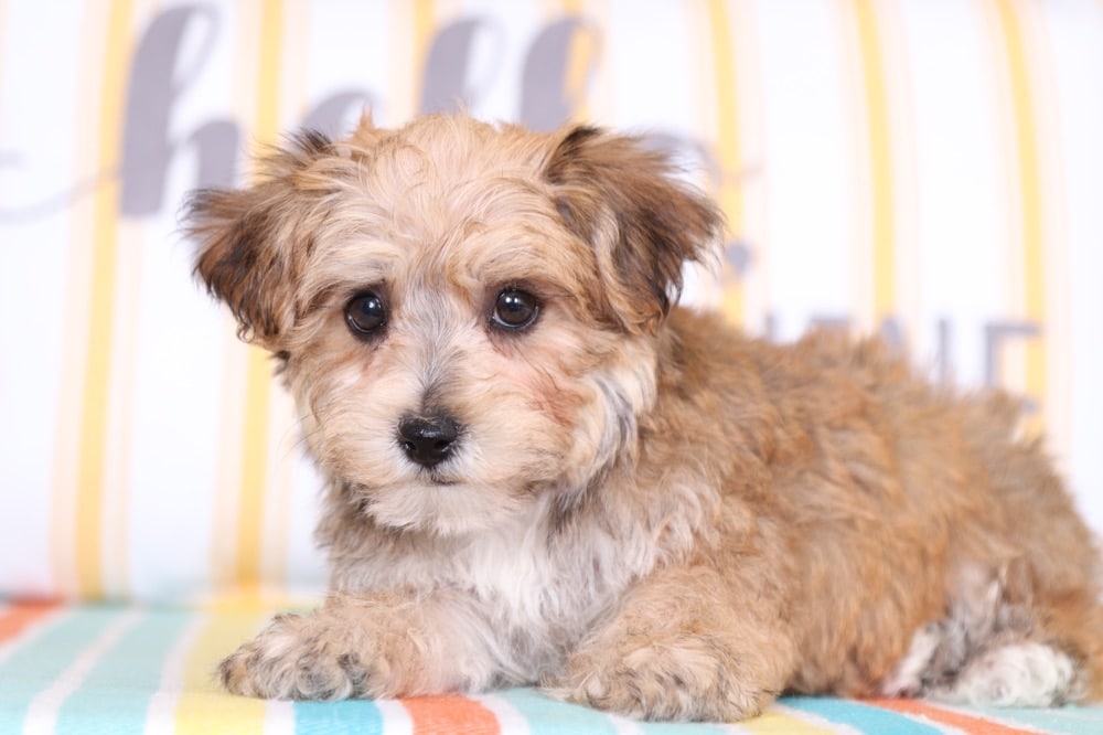 Tinkerbell - Pretty Yochon - Image 3