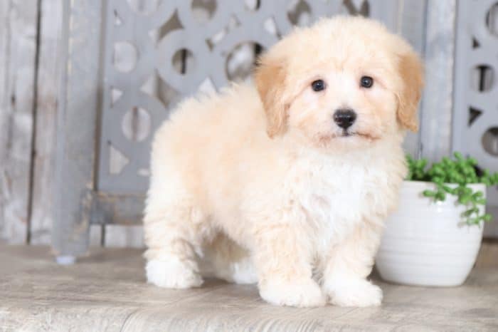 Titan - Cuddly, Sweet, YoChon