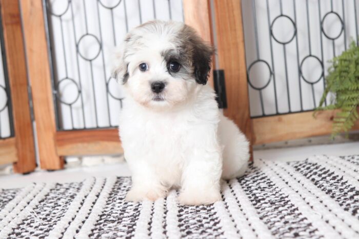 Titan - Cool Little Male Teddy Bear Puppy - Image 4