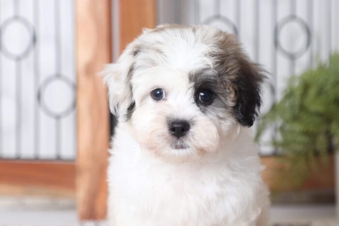 Titan - Cool Little Male Teddy Bear Puppy
