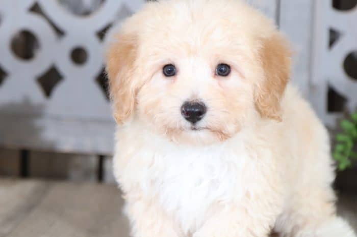 Titan - Cuddly, Sweet, YoChon - Image 4