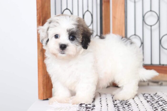 Titan - Cool Little Male Teddy Bear Puppy - Image 2