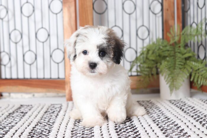 Titan - Cool Little Male Teddy Bear Puppy - Image 3