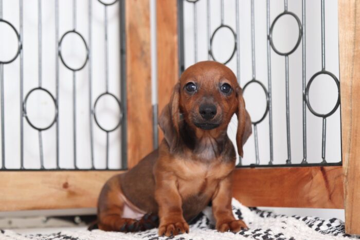 Tito - Playful Little ACA Red Male Dachshund Puppy
