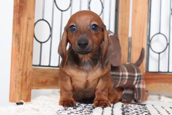 Tito - Playful Little ACA Red Male Dachshund Puppy - Image 2